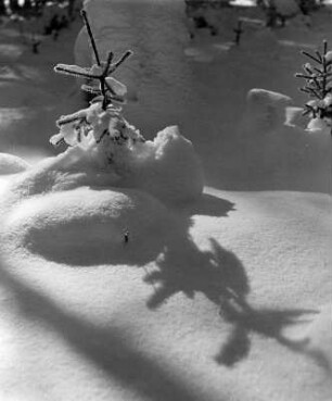 Winterbilder. Kleiner Nadelbaum im tiefen Schnee