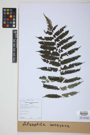 Alsophila imrayana (Hook.) Conant