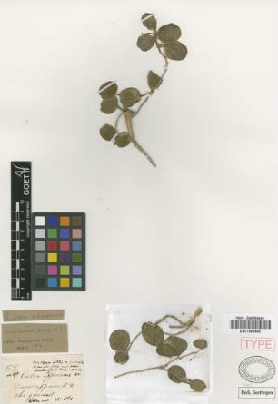 Croton adpressus C.Wright & Griseb. [type]