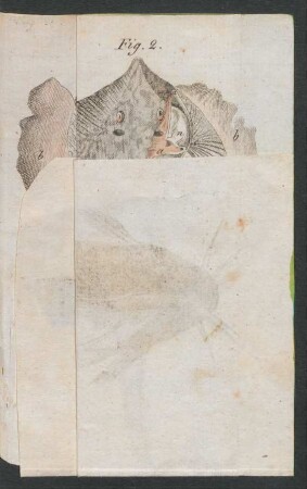 Tafel: Elektrische Fische.