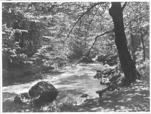 Waldstück an einem Bach