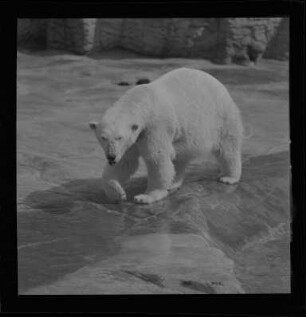 Eisbär im Zoo