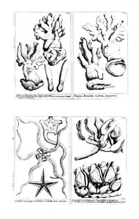 1293-1296