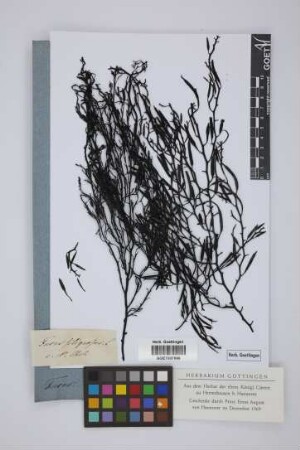 Fucus siliquosus L.
