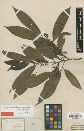 Myristica paniculata A.DC. [isotype]