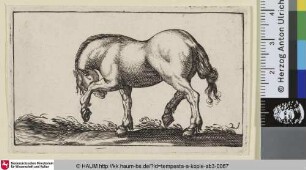 [Scharrendes Pferd, nach links gewandt; Pawing Horse Facing Left]