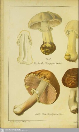 Taf.XVIII. No. 91-94