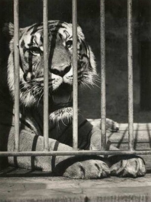 Indischer Königstiger (Bengaltiger) im Käfig im Zoologischen Garten Dresden