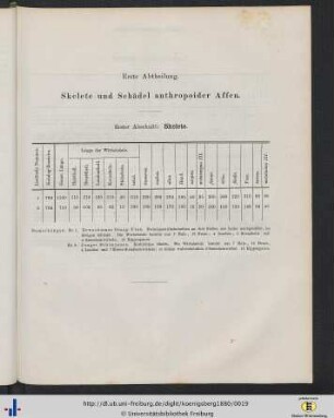 Erste Abtheilung. Skelete und Schädel anthropoider Affen.