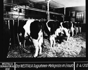 Drei Westfalia Tragrahmen- Melkgeräte im Einsatz