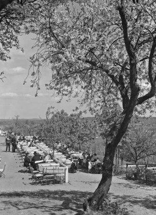 Gastronomie zur Baumblüte in Werder an der Havel