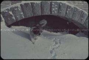 Bernhardiner unter verschneiter Brücke
