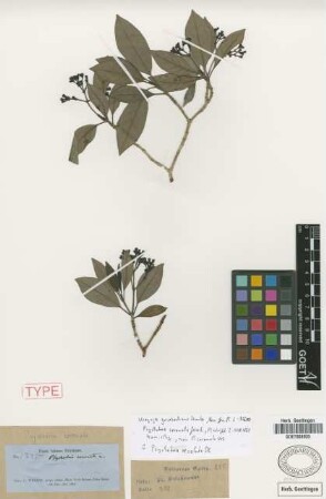 Psychotria coronata Griseb.