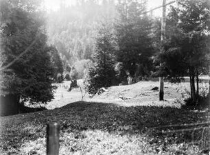 Zweiter Wuchs eines Mammutbaumes : Landschaft mit Nadelbäumen