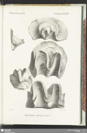 Pl. 570