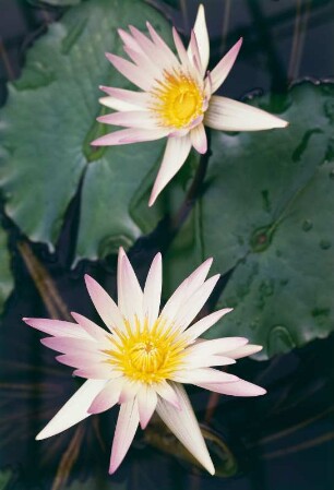 Seerosen, Botanischer Garten Dresden : Zwei Seerosenblüten (Nymphaea caerulea). Standort Dresden-Altstadt, Botanischer Garten, Victoria-Haus