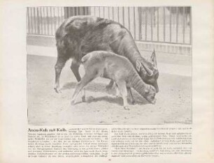 Anoa-Kuh mit Kalb