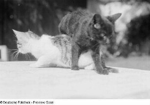 Katzen
