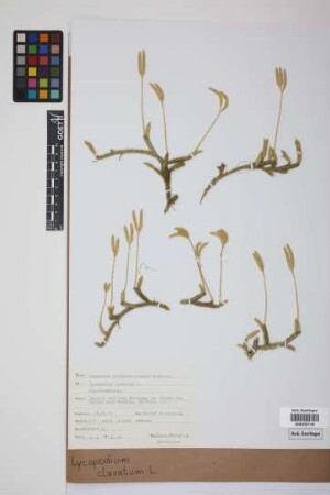 Lycopodium clavatum clavatum L.