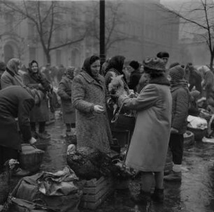 Krakow. Straßenhändler, Verkauf von lebendem Geflügel, Hühner und Truthühner