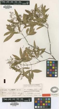 Helietta longifoliata Britton [Isosyntype]