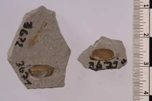 Rüsselkäfer (Curculionidae)