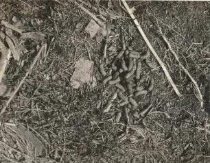 Birkhuhn (Lyrurus tetrix L.), Losung ("Gestüber")
