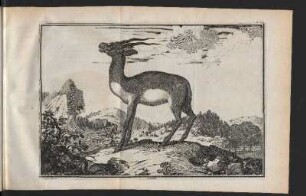 Gazelle