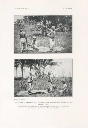 Plate XXVII. Two views of Subanun man dancing, and brandishing leaves of the Anahau palm