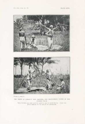 Plate XXVII. Two views of Subanun man dancing, and brandishing leaves of the Anahau palm