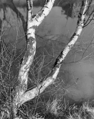 Birke am Ufer