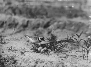 Flussregenpfeifer : Flussregenpfeifer (Charadrius dubius Scopoli) kommt zum Nest.