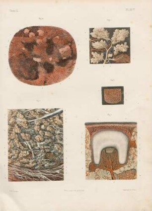 Mikroskopische Anatomie der verschiedenen Organe der Mundhöhle und des Pharynx