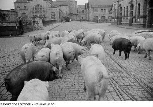 Schweine auf dem Hof eines Schlachthofs