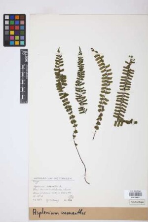 Asplenium monanthes