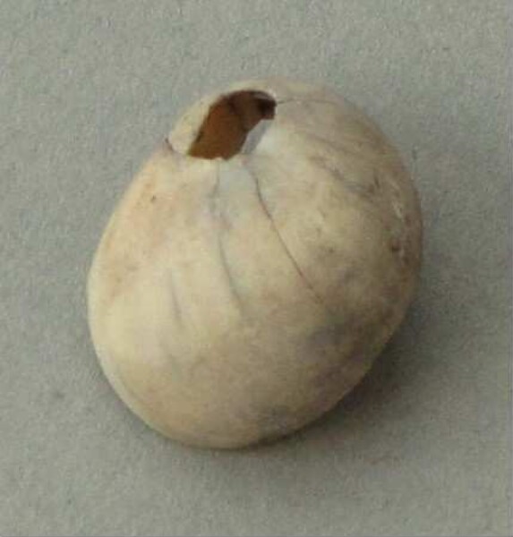 Snail shell as a pendant