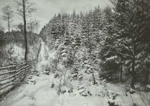 Dresdner Heide. Fichtendickung und Wildzaun. Winterbild