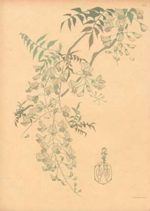 FG. Skizze einer blühenden Glycine