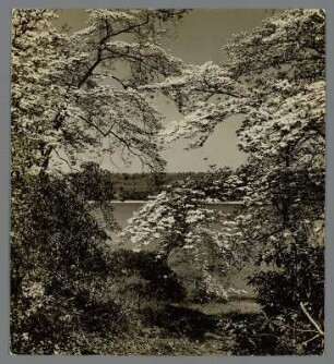 Hartriegel-Strauch in Cold Spring Harbor, Long Island