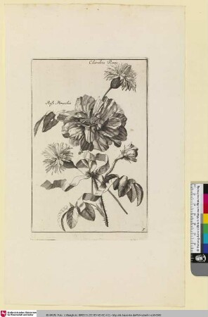 Chardons Bonis; Rose Panachee