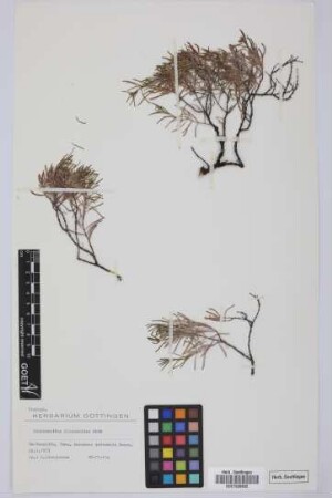 Dicheranthus plocamoides Webb