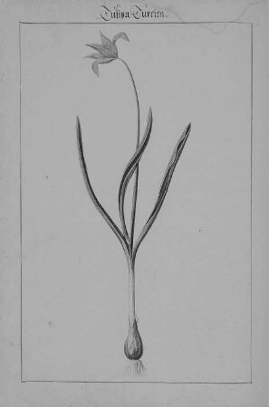 Tulipa Turcica, Seite 76