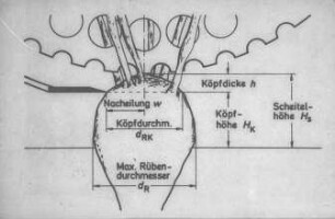 Schemazeichnung: Erntetechnik, Zuckerrübe, Köpforgan