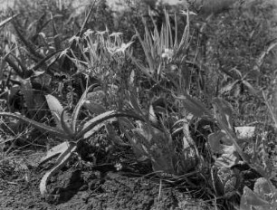 Blühende Aloe : Blühende Aloe-Pflanze