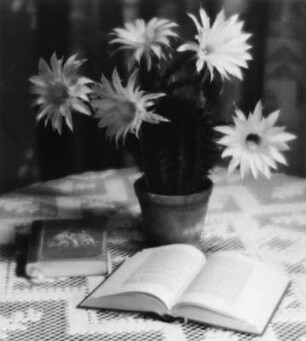 Blumentopf und aufgeschlagenes Buch