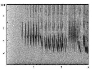 Buchfink | Fringilla coelebs - Gesang