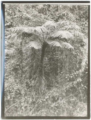 Baumfarn im Nebelwald von Challana