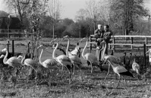 Reportage "Der Zoo wintert sich ein". Besucher an der Stelzvogelwiese im Zoo Dresden vor dem Einzug der Vögel in das Winterquartier