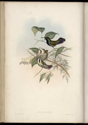 Lampornis Mango. [bis] Lampornis Porphyrurus.