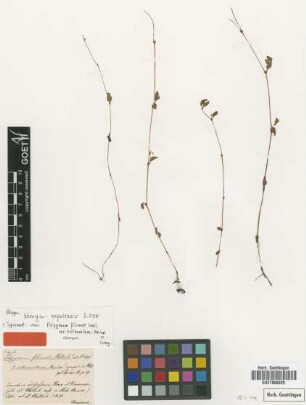 Polygonum filicaule Wall. var. Meisn. extenuatum[type]